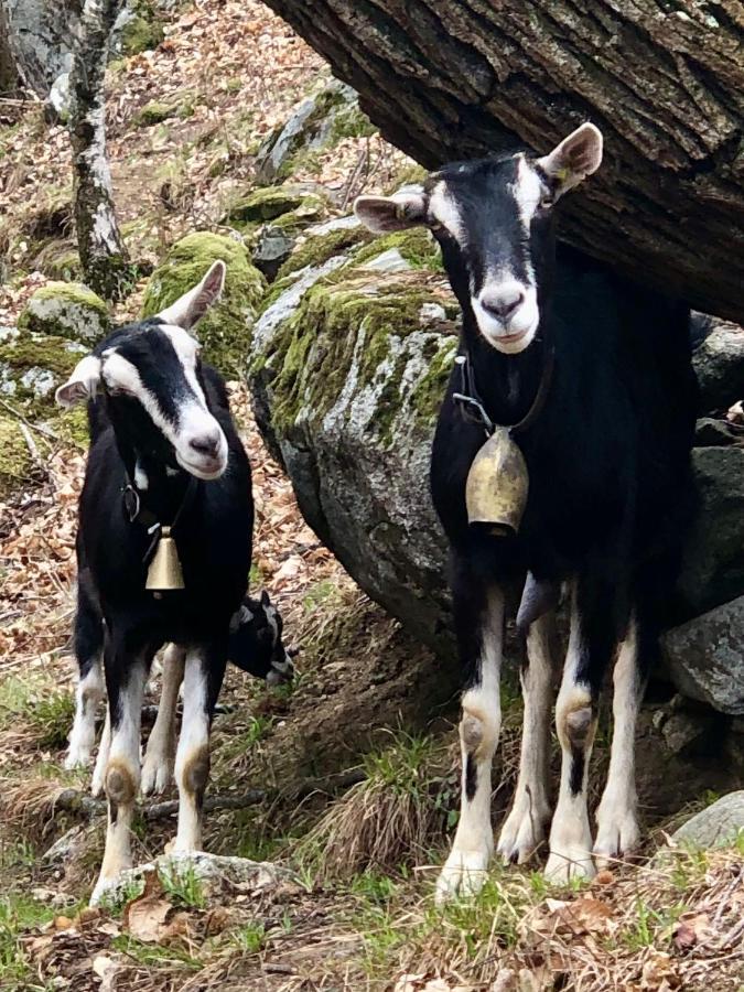 Pensjonat Rifugio Uschione Chiavenna Zewnętrze zdjęcie